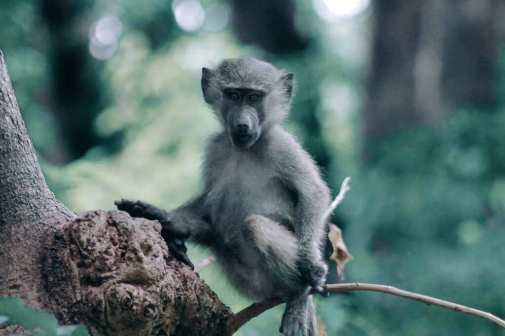 small monkey sitting on the tree on safari tour in Tanzania